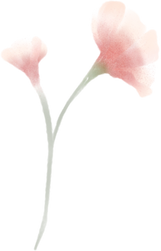 Pink Flower Watercolor Illustration